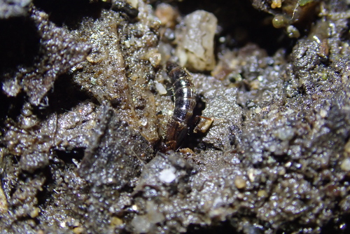 iNaturalist observation photo of Rove Beetles