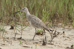 Tringa semipalmata semipalmata