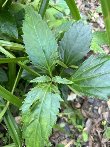 Eupatorium luchuense iNat (2)