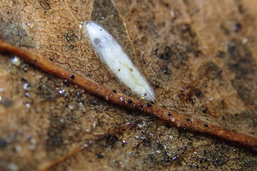 iNaturalist observation photo of Flies