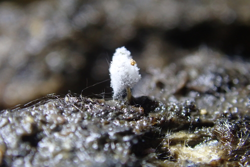 iNaturalist observation photo of Fungi Including Lichens