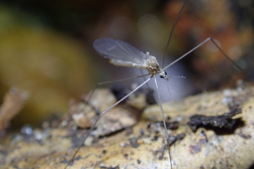 iNaturalist observation photo of Antocha
