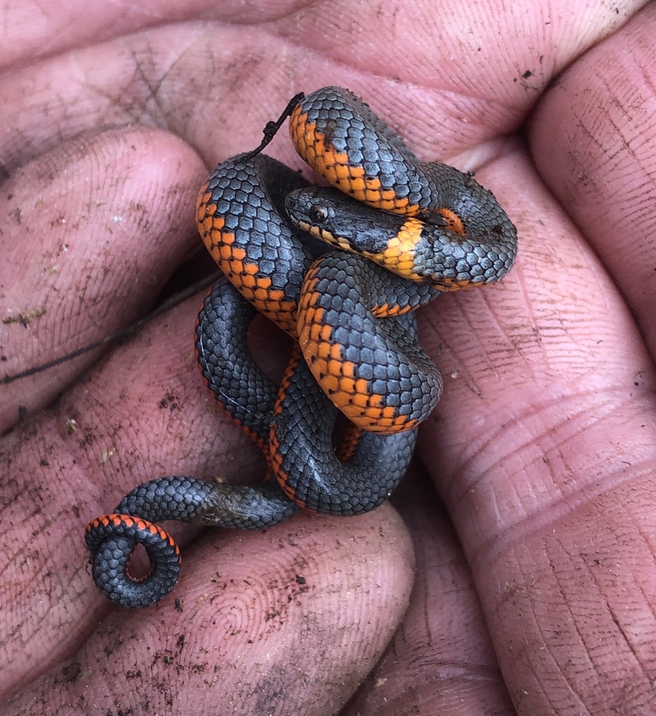 Northwestern Ringneck Snake from Six Rivers National Forest, Gasquet ...