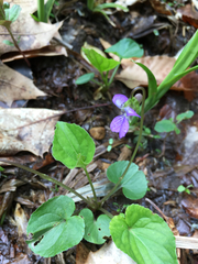 Viola cucullata