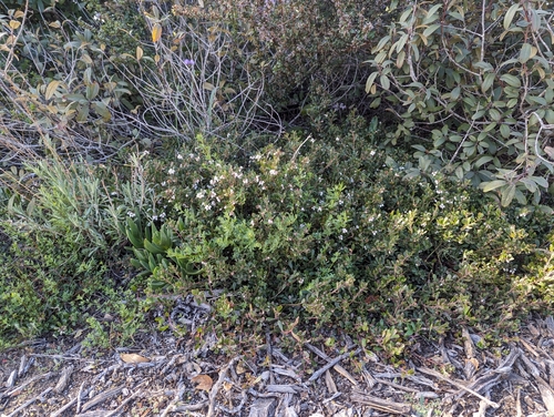 Image of Arctostaphylos pumila by (c) Alexander Wentworth, some rights reserved (CC BY)