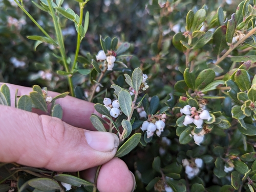 Image of Arctostaphylos pumila by (c) Alexander Wentworth, some rights reserved (CC BY)