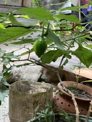 Capsicum chinense