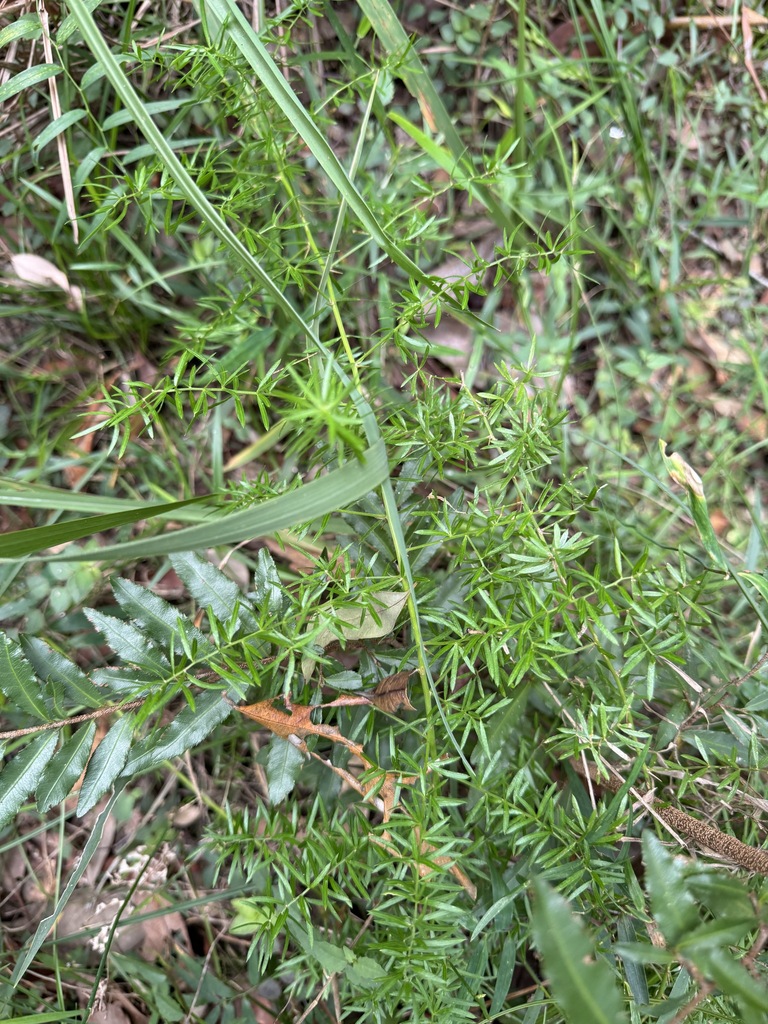 African Asparagus in March 2024 by cwelden_ecp · iNaturalist