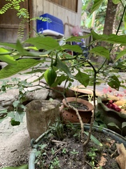 Capsicum chinense