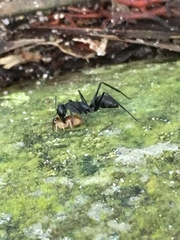 Gigantiops destructor