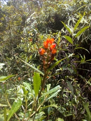 Elleanthus aurantiacus