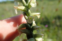 Spiranthes praecox