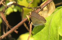 Theclinesthes miskini