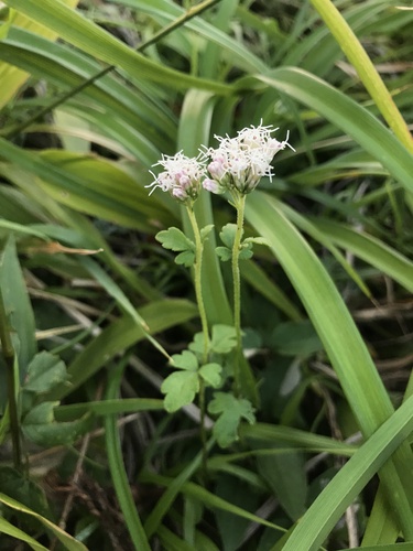Eupatorium variabile iNat (3)