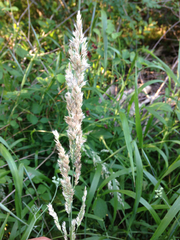 Poa arachnifera
