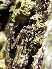 Oedoparena