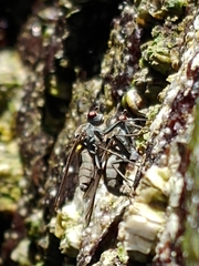 Oedoparena