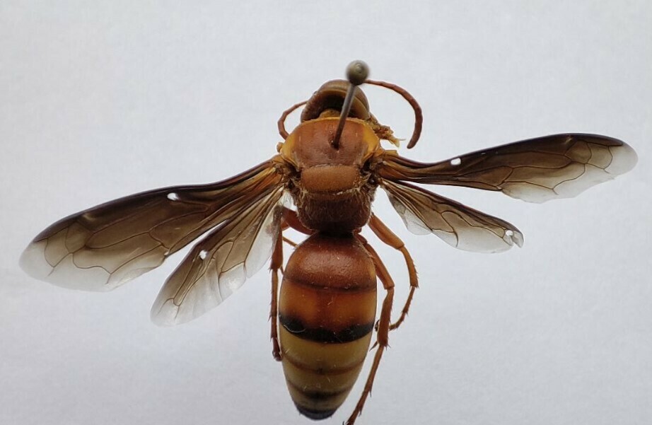 Stizus bizonatus