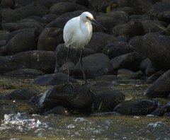 Egretta garzetta nigripes