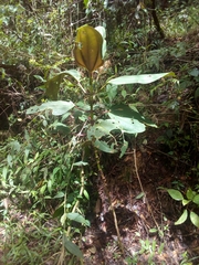 Meriania nobilis