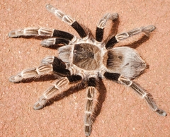 Vitalius paranaensis