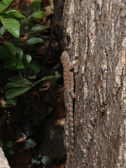 Sceloporus merriami