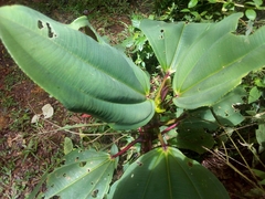 Meriania nobilis