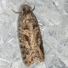 Tarachota hemicosmana