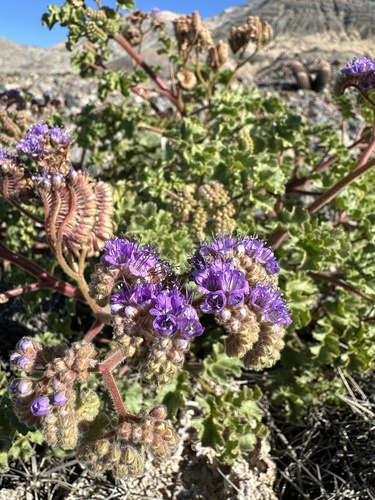 Image of Pedicellate Phacelia (Phacelia pedicellata) by (c) Matt Berger, some rights reserved (CC BY)