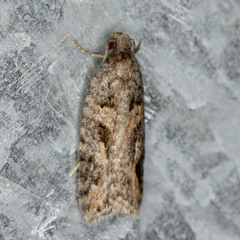 Tarachota hemicosmana