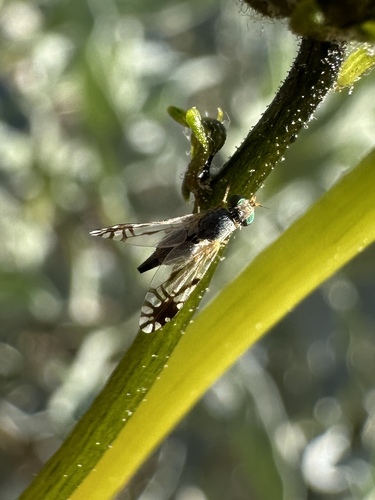 Trupanea wheeleri