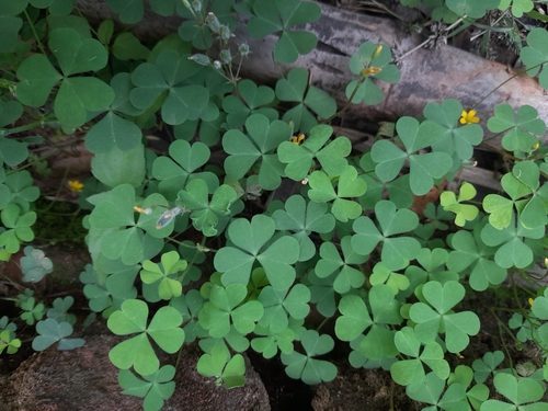 Creeping Woodsorrel