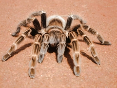 Vitalius paranaensis