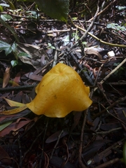 Hymenogloea papyracea