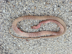 Masticophis flagellum testaceus