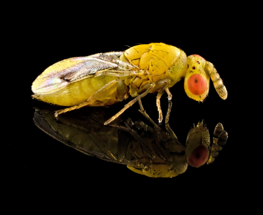 Aulogymnus smithi