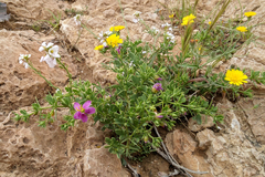 Fagonia mollis