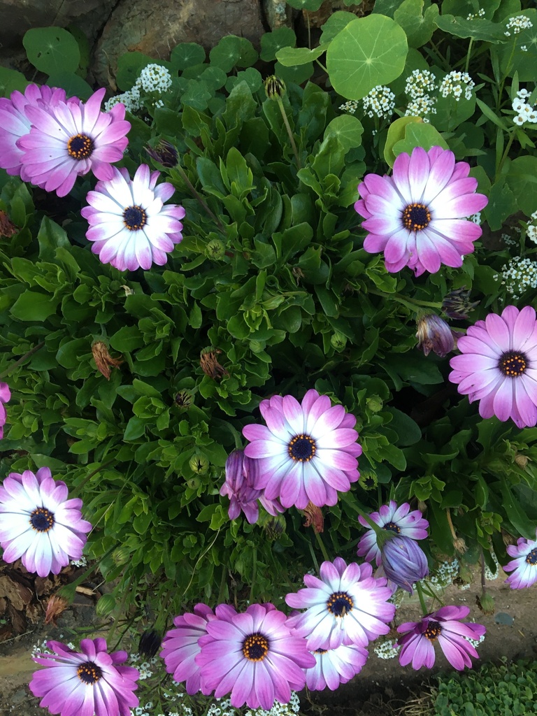 sunflowers, daisies, asters, and allies from Rockaway Ave, San