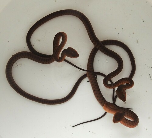 Brown Tree Snake sighting