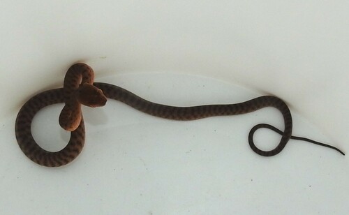 Brown Tree Snake sighting