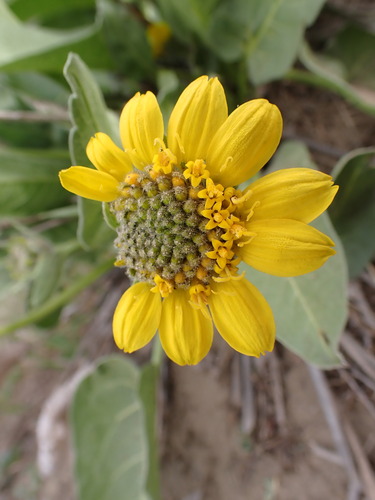 Image of Balsamorhiza careyana by (c) elik03, some rights reserved (CC BY)