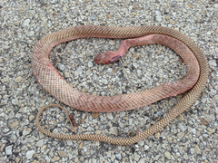 Masticophis flagellum testaceus