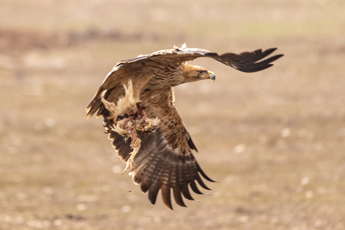Águila imperial oriental (Aquila heliaca)