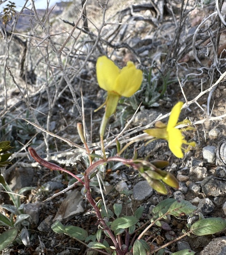 Chylismia munzii (Chylismia munzii)