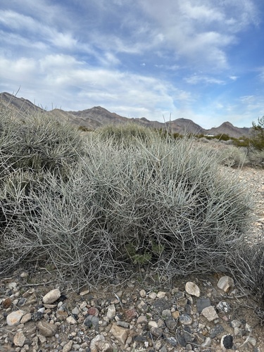 Image of Ephedra funerea by (c) Matt Berger, some rights reserved (CC BY)