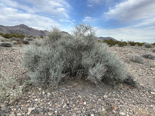 Death Valley jointfir (Ephedra funerea)