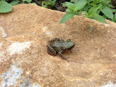 Eleutherodactylus marnockii