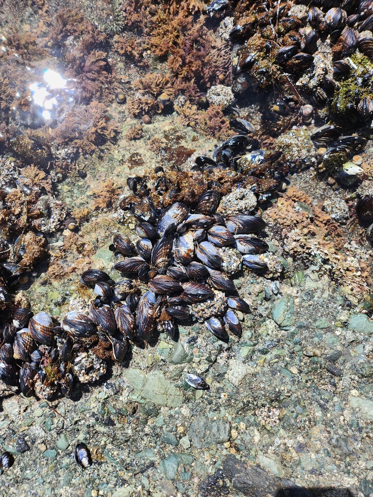 California Mussel from Dana Point, CA, USA on March 24, 2024 at 01:55 ...