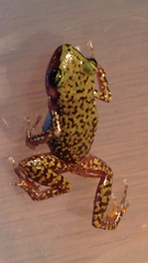 Eleutherodactylus marnockii