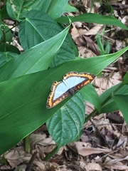 Nymphidium caricae